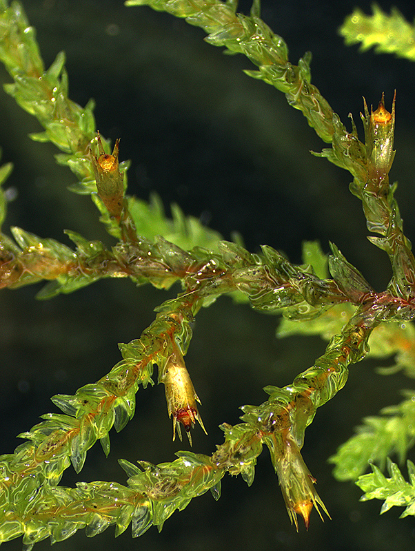 Cryphaea Chlorophyllosa The University Of Auckland